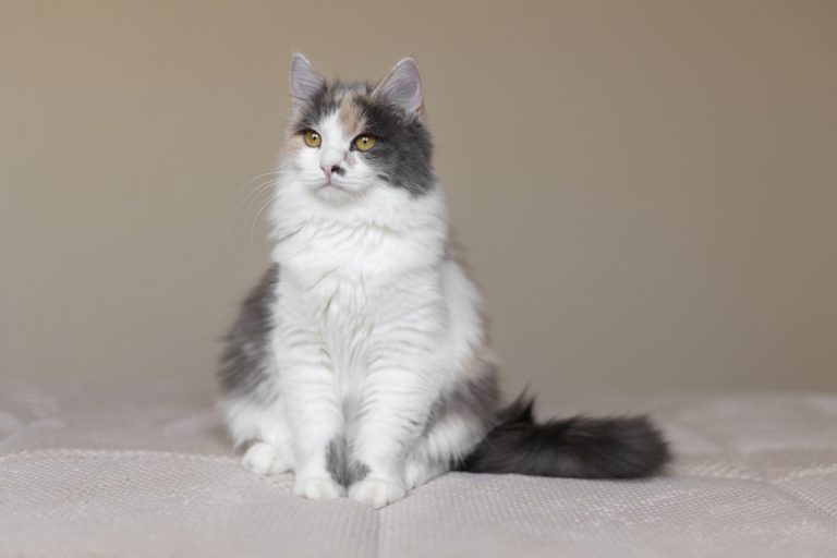 The furry cats with their fur