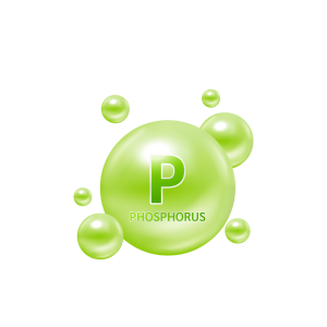 Phosphorus