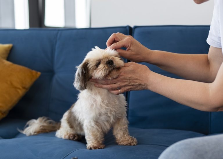 How to remove ticks from your dogs