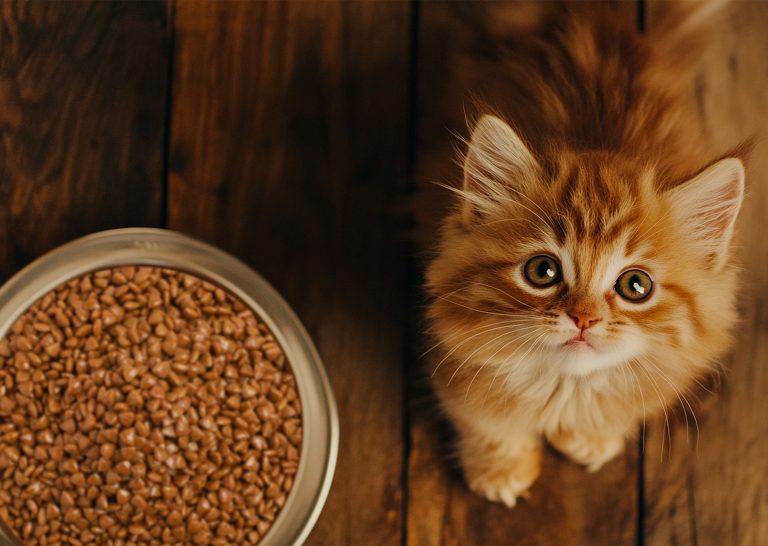 How to Choose Quality Cat Food
