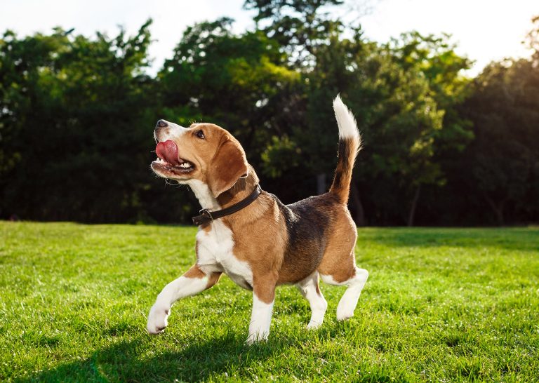 Wet Dog Food: Why It Works Wonders for Your Dog’s Health