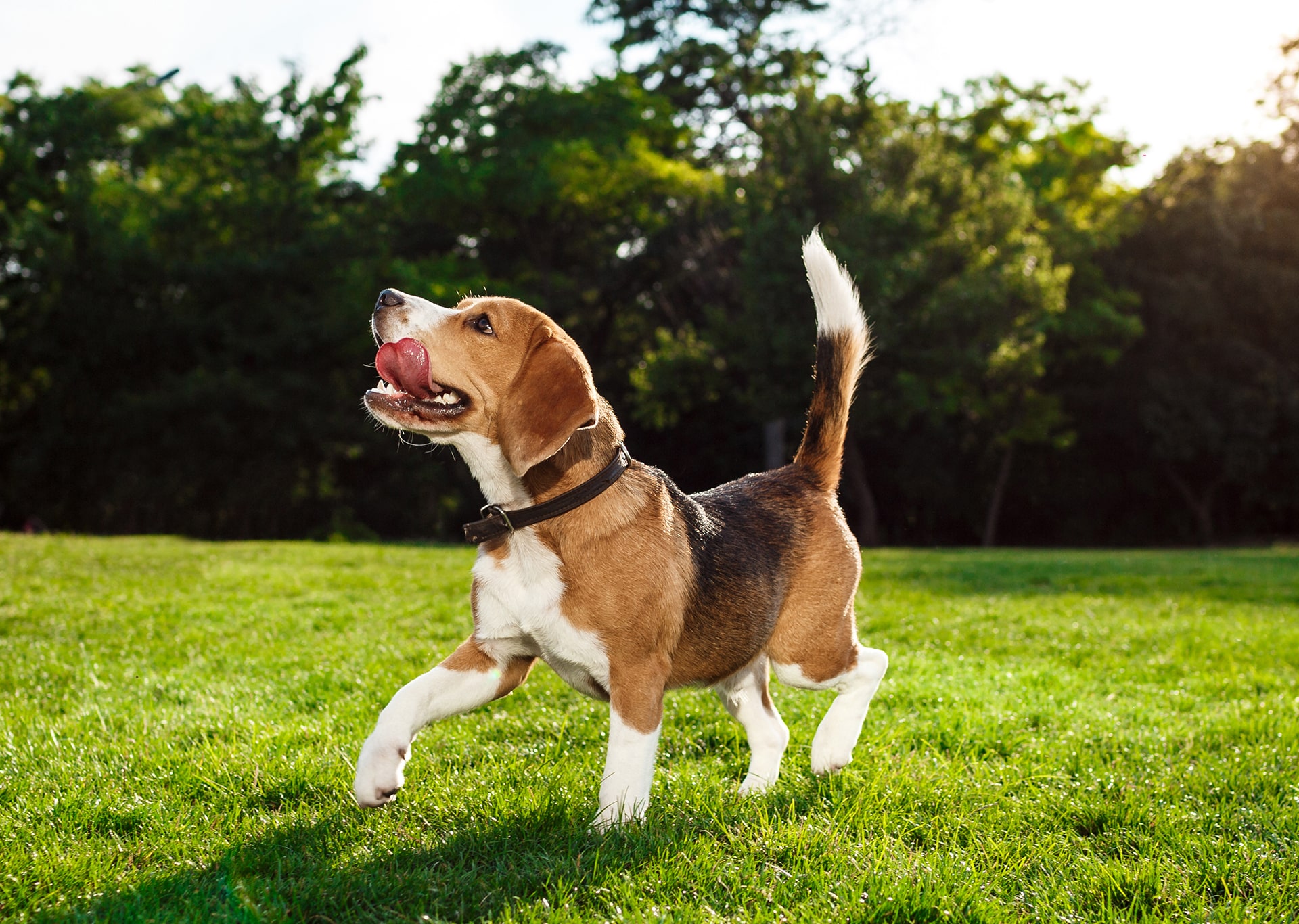 dog on the garden