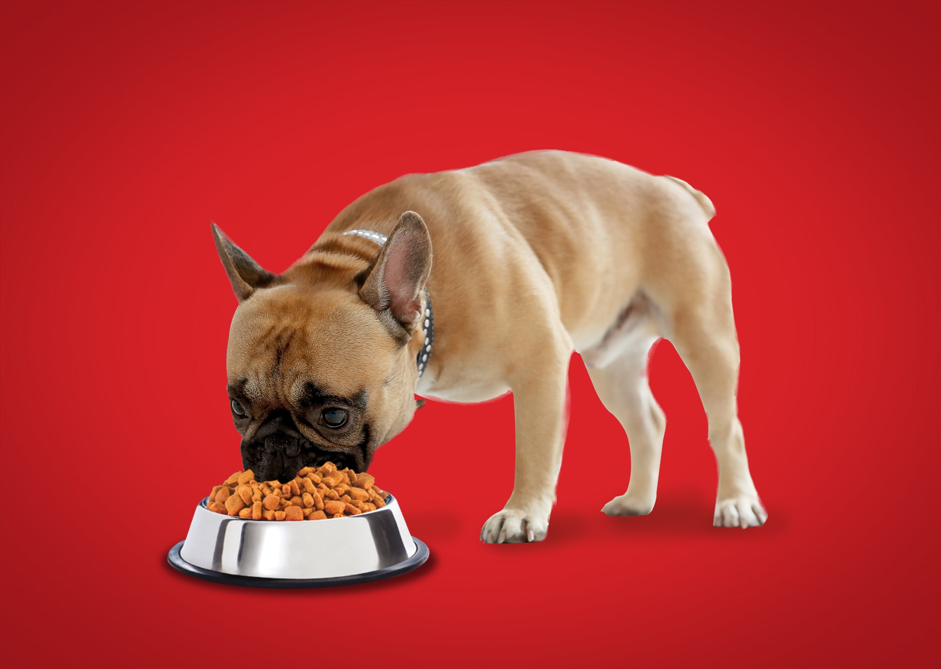 a dog eating kibble of the bowl -what does a dog eat blog