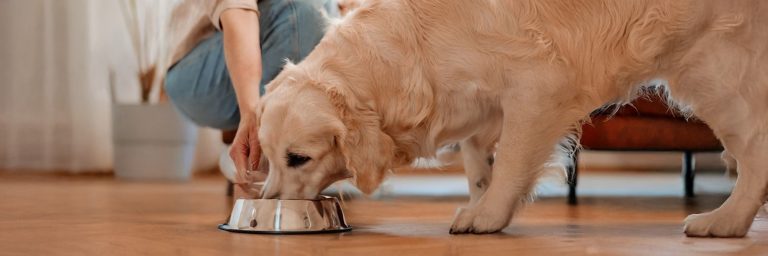 Top 5 Best Dog Supplements for a Healthier, Happier Pup