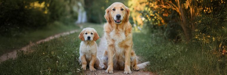 Which Dog Breed is Best for Home Life? Find the Perfect Companion!