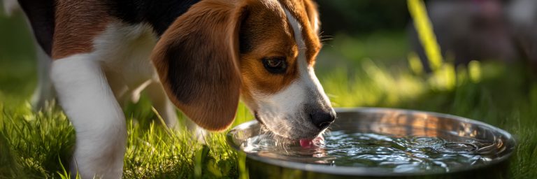 How to Keep Your Pet Hydrated and Healthy