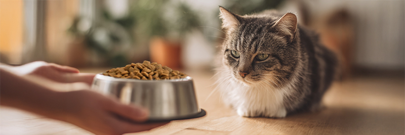 Worried cat sitting near untouched food bowl