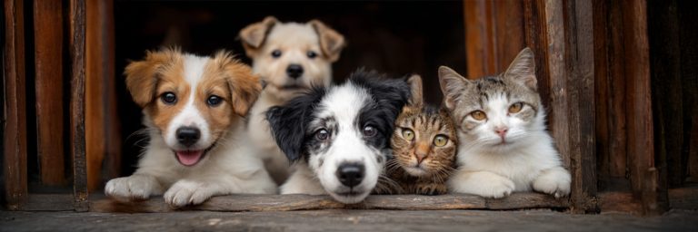 How You Can Contribute to Animal Welfare | Simple Ways to Make a Difference