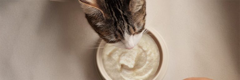 What is Cat Mousse? – A Guide to Soft Wet Food for Picky Eaters