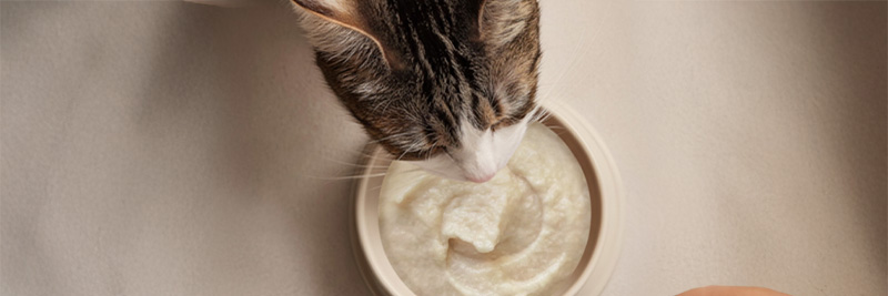A cat enjoying a bowl of Drools cat mousse