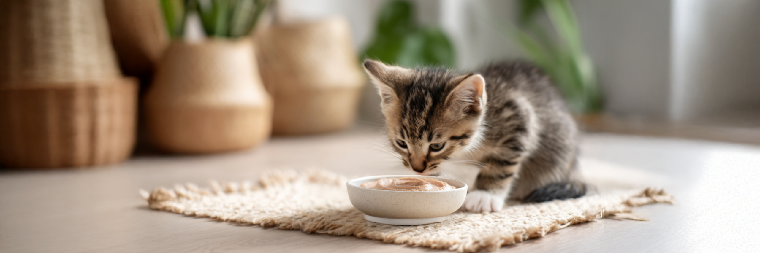 A cat happily eating nutritious wet food from a bowl, highlighting the health benefits of wet food for cats