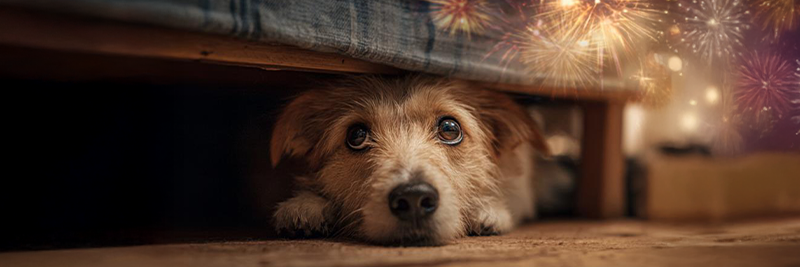 Dog resting safely indoors during fireworks