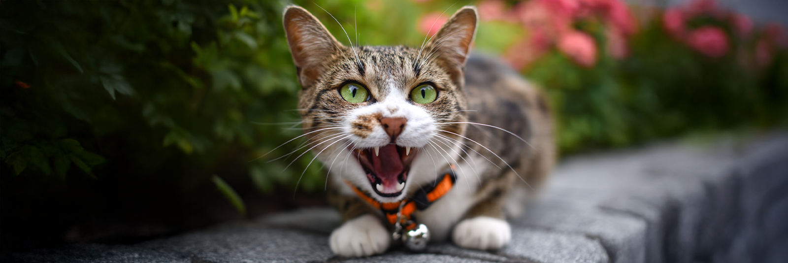 Cat showing early signs of rabies, behavioural changes and symptoms