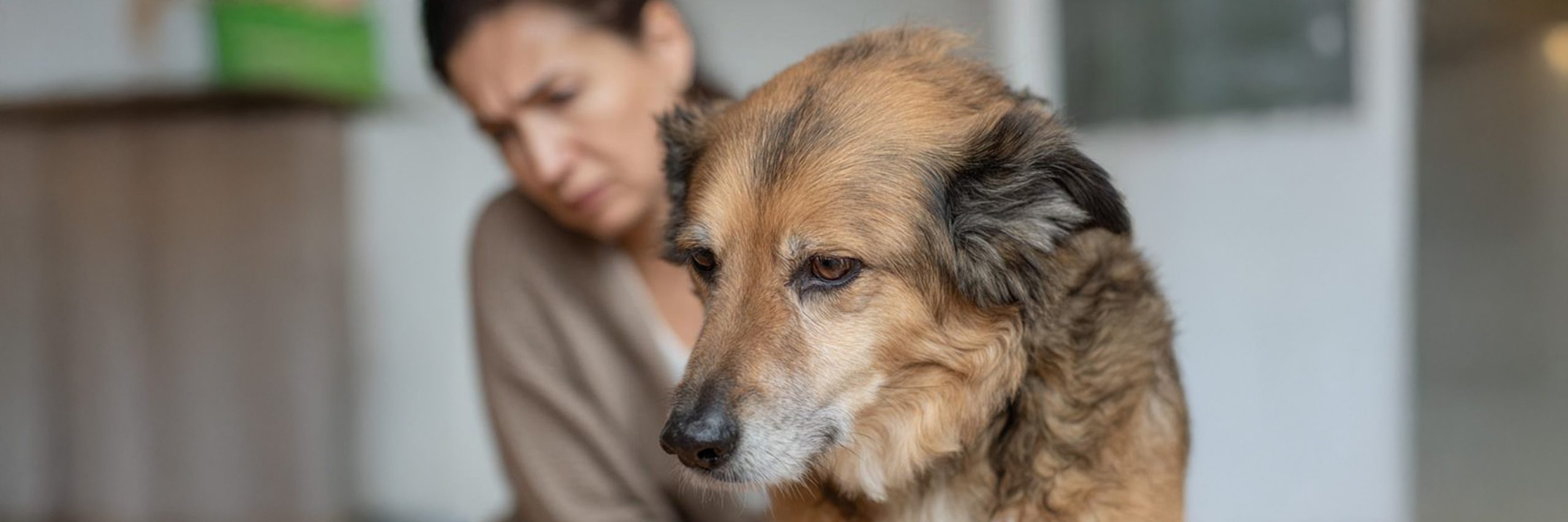 Dog vomiting on the floor while owner comforts it Indian pet parent guide