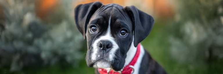 Black Boxer Dogs: Personality, Traits, and Care Tips