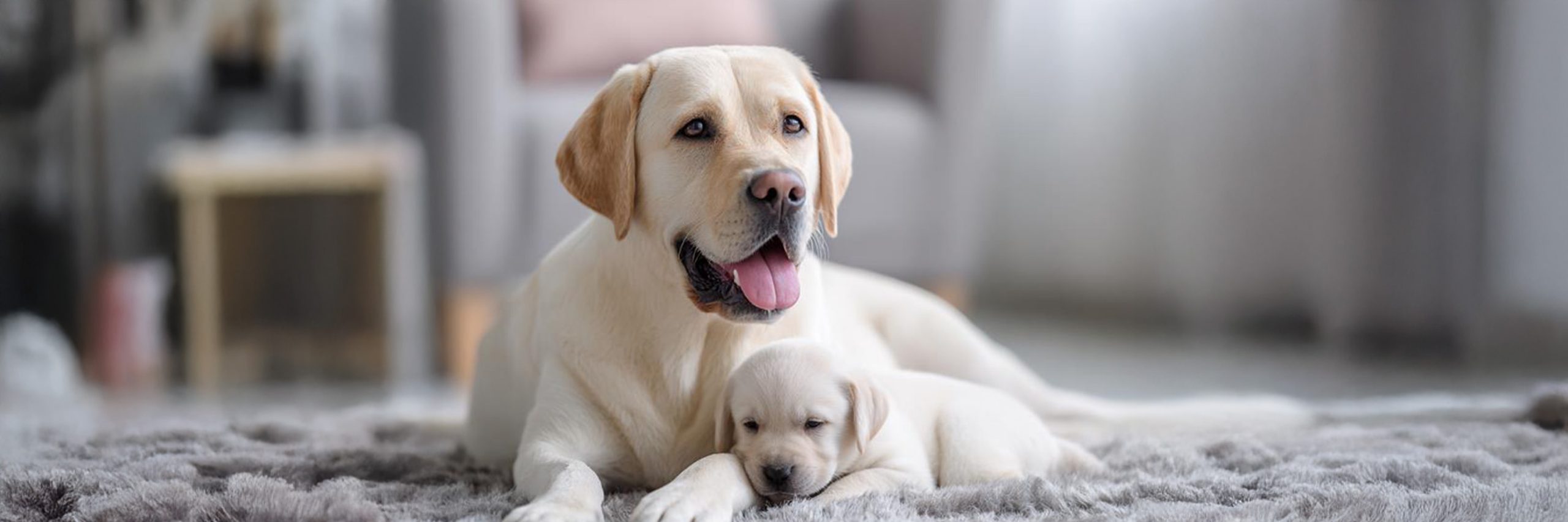 Labrador Health Problems: Signs, Diet & Prevention Tips