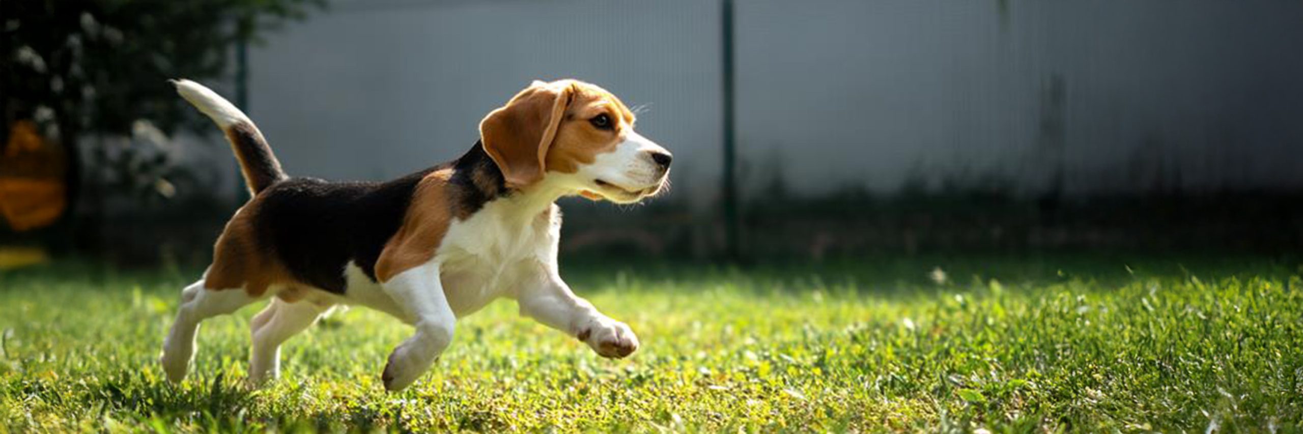 Beagle Dog Breed Guide: Health, Diet & Temperament