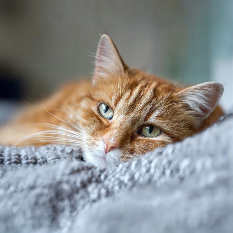 Cat Fever Symptoms and When to Visit the Vet