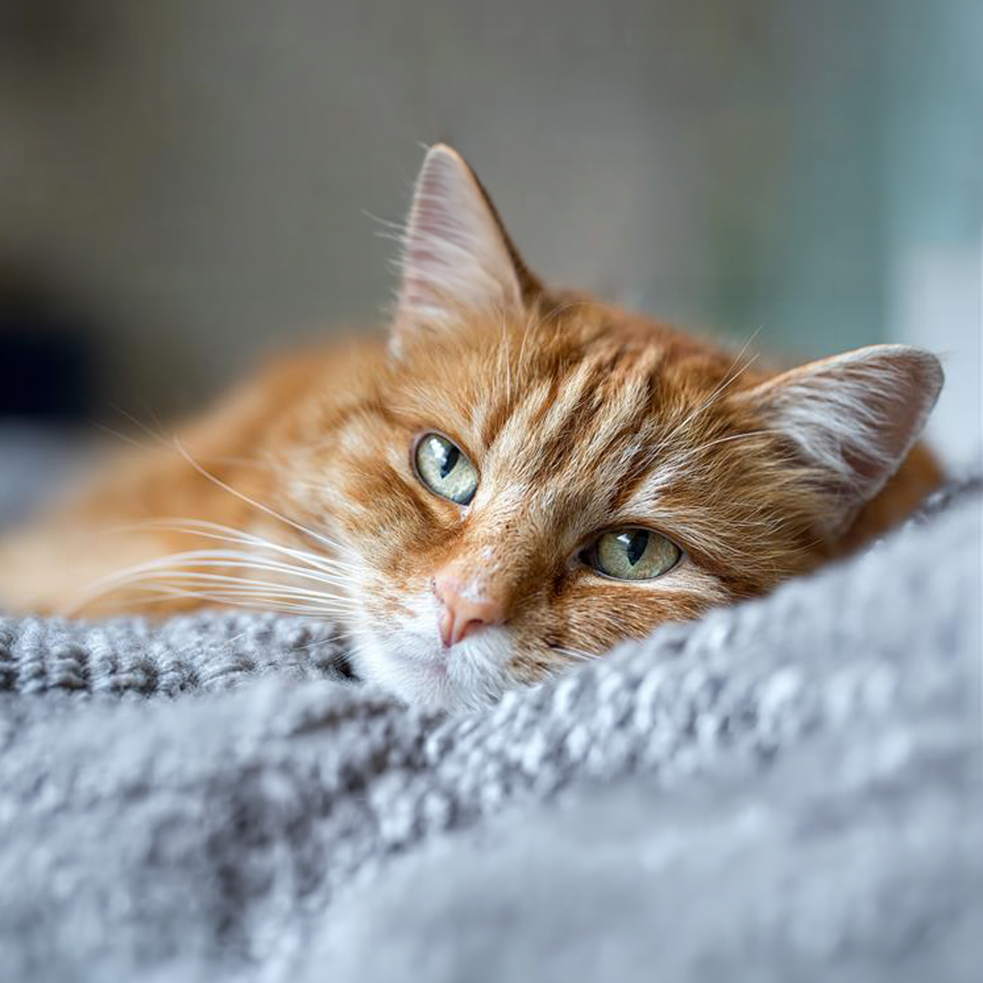 cat fever symptoms