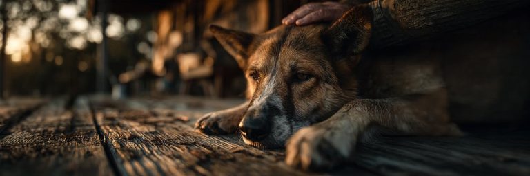 Symptoms of a Dog Dying: How to Comfort Your Pet in Time