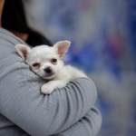 Chihuahua Lifespan