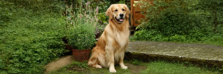 Golden Retriever Health Problems Managing Skin Infections, Heat Cycles and Pregnancy Time