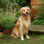 Golden Retriever sitting outdoors in a garden with a healthy golden coat.