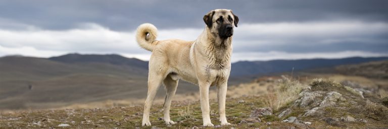 Kangal Dog Breed Guide (2026): Size, Temperament, Lifespan & Care